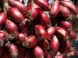 857629056_CIPOLLATROPEA